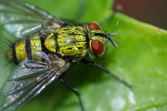 Chrysoexorista