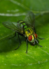 Chrysoexorista