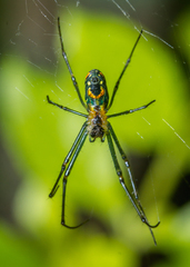 Leucauge argyrobapta