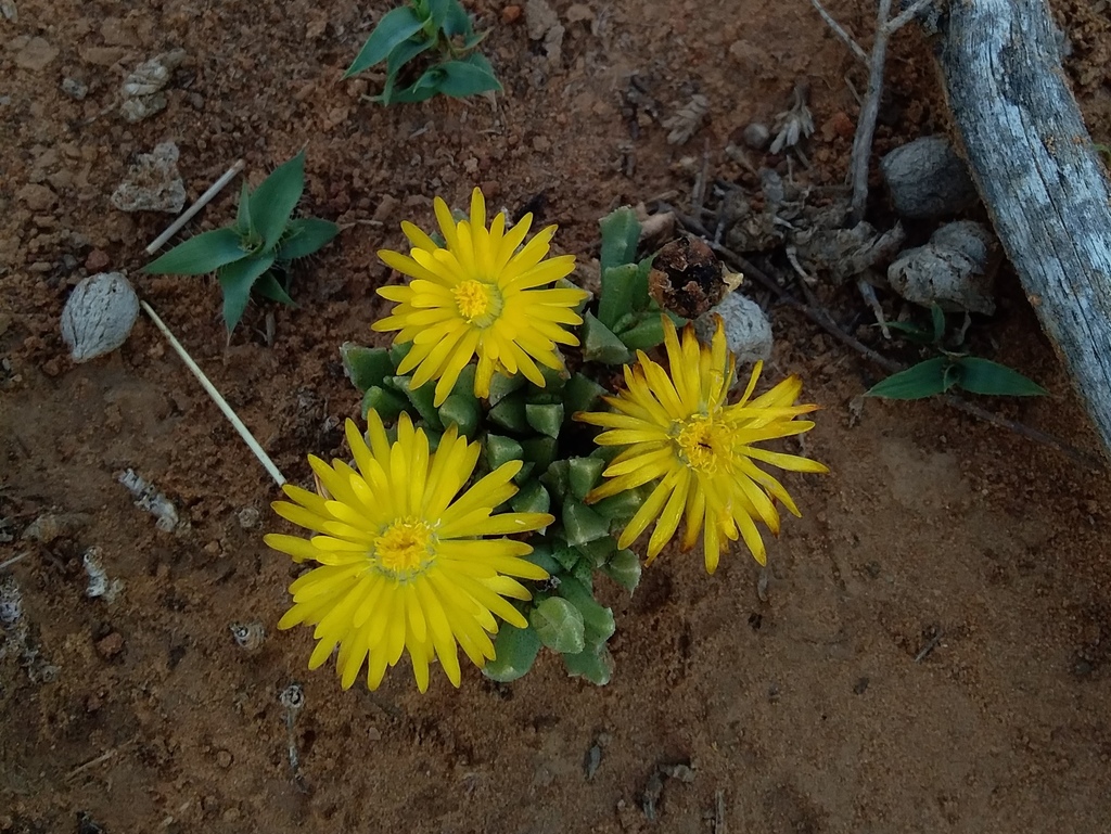 Mesembryanthemum musculinum Haw. 2
