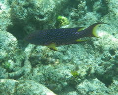 Variola louti