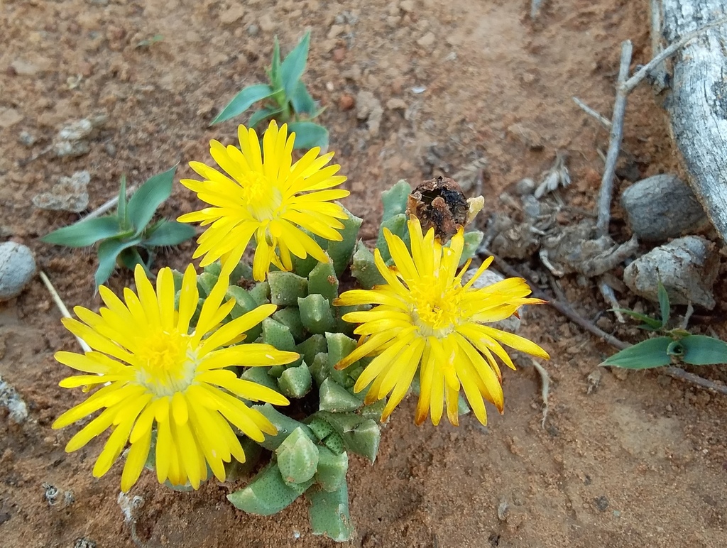 Mesembryanthemum musculinum Haw.