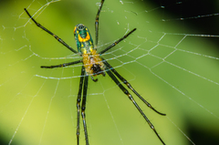 Leucauge argyrobapta