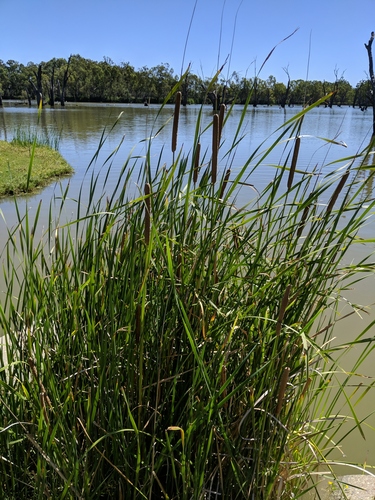 southern cattail