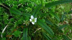 Rubus parvus