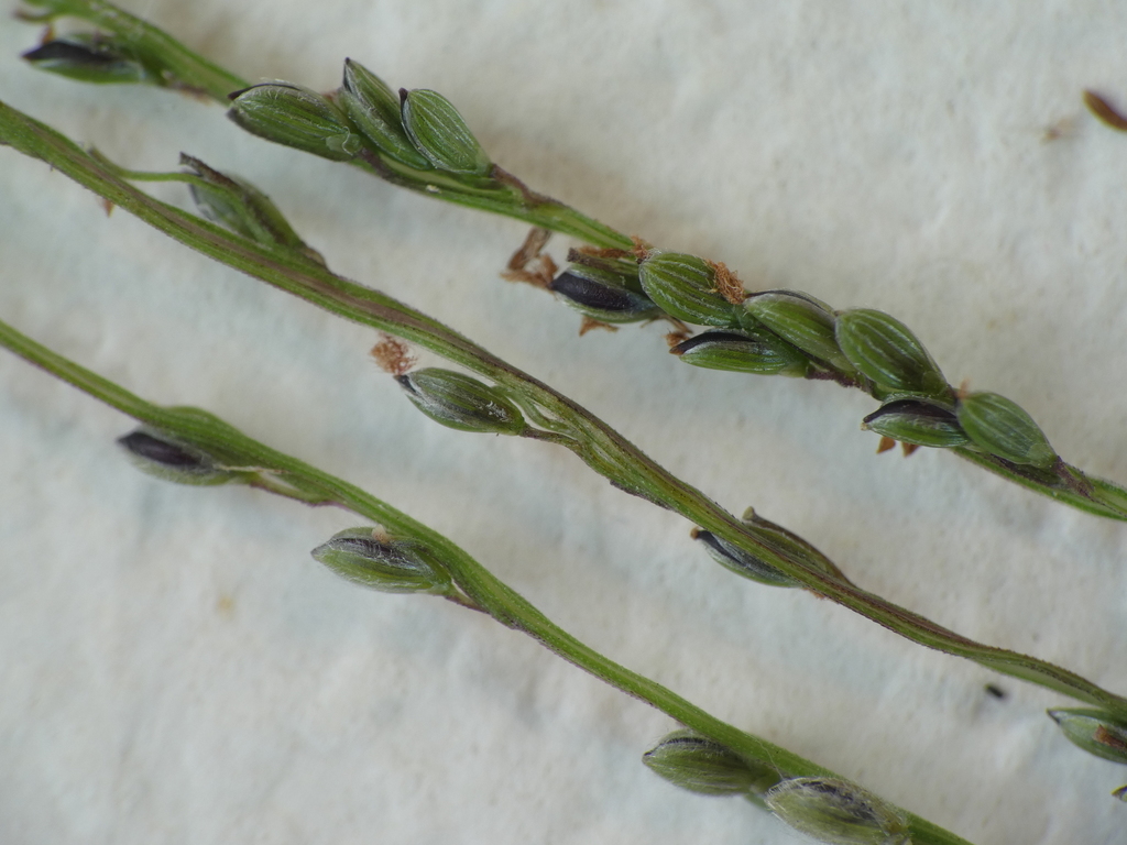 Smallflower crabgrass