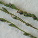 Digitaria parviflora - Photo (c) Scott W. Gavins, algunos derechos reservados (CC BY-NC), subido por Scott W. Gavins