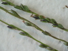 Small-flowered Finger Grass - Photo (c) Scott W. Gavins, some rights reserved (CC BY-NC), uploaded by Scott W. Gavins