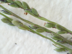 Digitaria parviflora