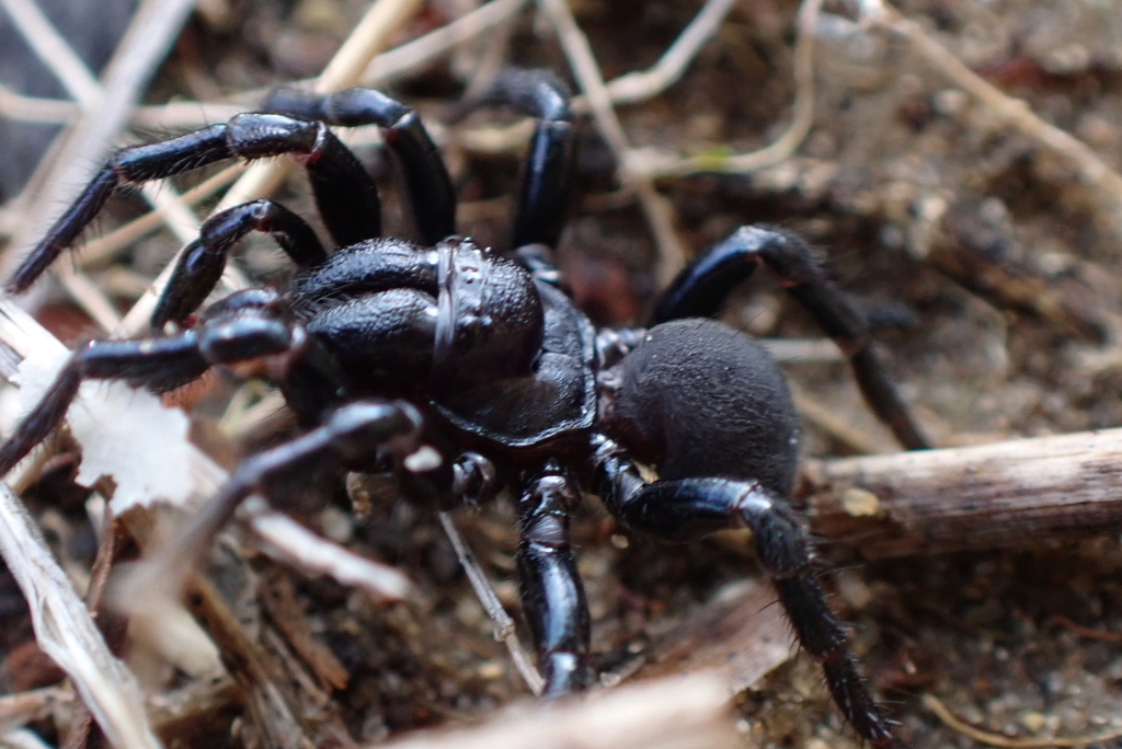 Missulena torbayensis