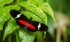 Heliconius clysonymus clysonymus