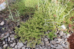 Centipeda cunninghamii