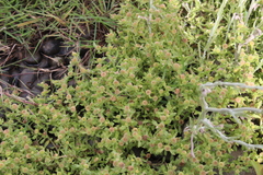 Centipeda cunninghamii