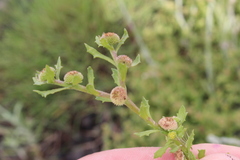 Centipeda cunninghamii