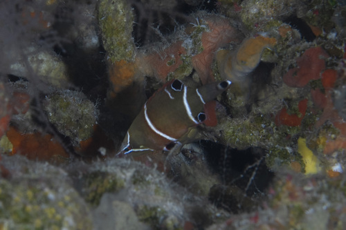 Wetmorella albofasciata observed 2026-04-29