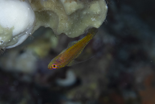 Trimma taylori observed 2026-04-29