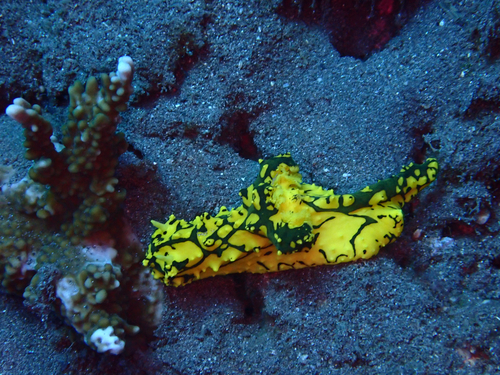 Notodoris gardineri