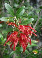 Grevillea monslacana