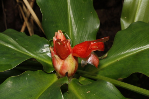 Costus pulverulentus, photograph 4