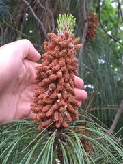 Pinus