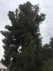 Pinus