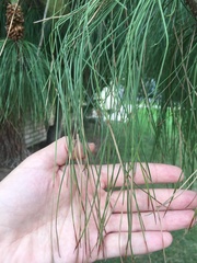 Pinus