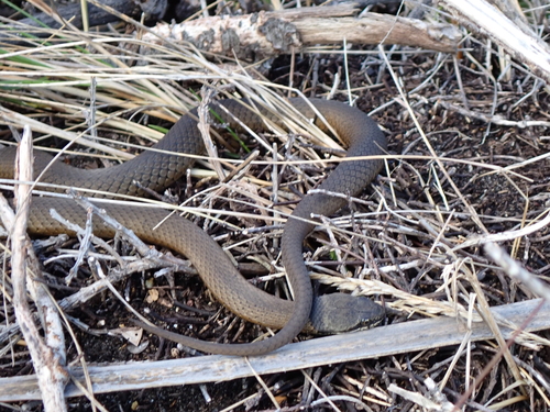 Crowned Snake