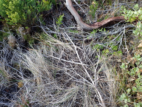 Crowned Snake