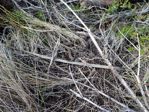 Crowned Snake