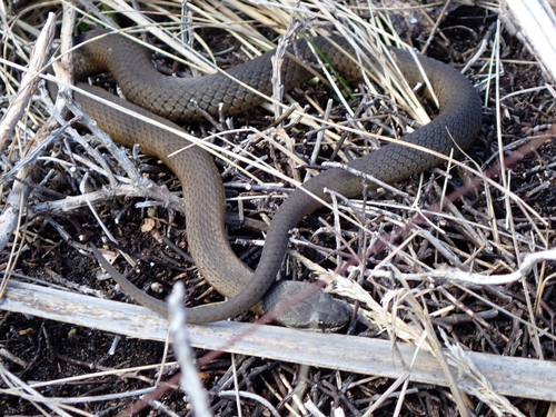 Crowned Snake