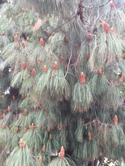 Pinus