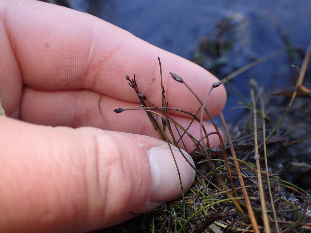 Eleocharis pusilla; photograph (c) Liadan Dickie, some rights reserved (CC BY)