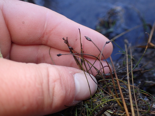 Eleocharis pusilla