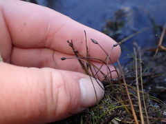 Eleocharis pusilla