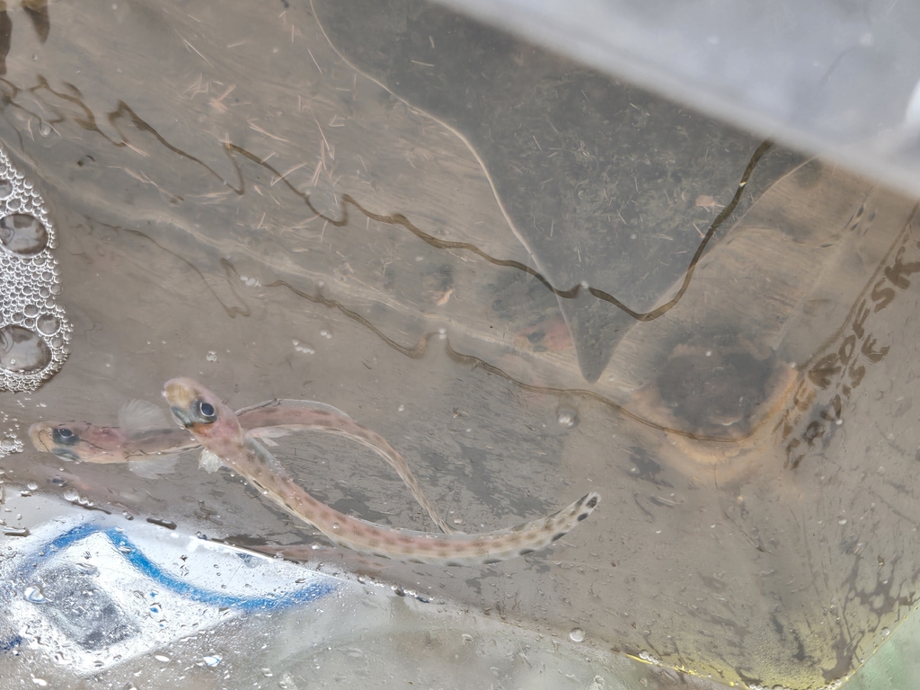 Bearded eelpout (Lyconema barbatum) — Zoarcidae