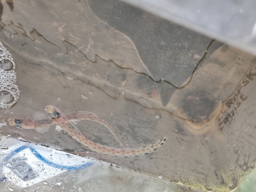 Bearded eelpout (Lyconema barbatum) — Zoarcidae
