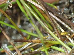 Eleocharis pusilla, photograph (c) Liadan Dickie, some rights reserved (CC BY)