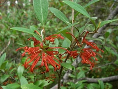 Grevillea polychroma