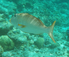 Lethrinus xanthochilus