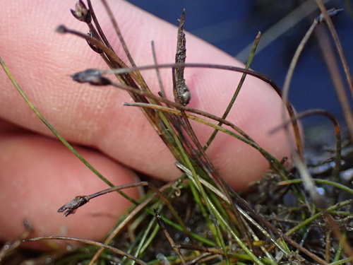 Eleocharis pusilla, photograph 3