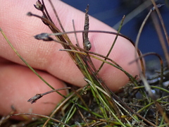 (c) Liadan Dickie, some rights reserved (CC BY) Eleocharis pusilla, photograph (c) Liadan Dickie, some rights reserved (CC BY)