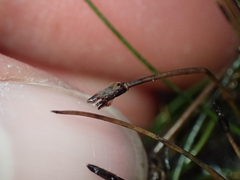 (c) Liadan Dickie, some rights reserved (CC BY) Eleocharis pusilla, photograph (c) Liadan Dickie, some rights reserved (CC BY)