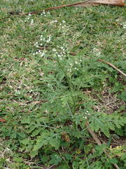 Parthenium hysterophorus image