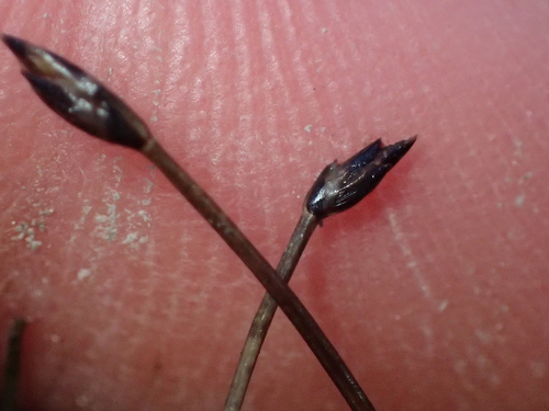 Eleocharis pusilla, photograph 5
