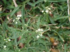 Parthenium hysterophorus image