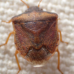 Dendrocoris contaminatus