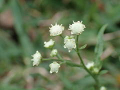 Parthenium hysterophorus image