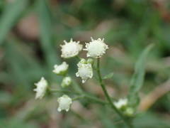 Parthenium hysterophorus image