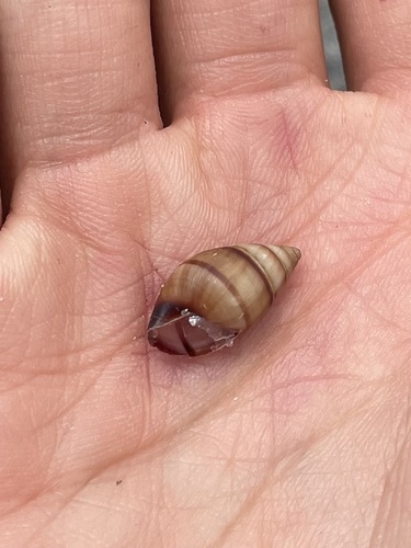 Bulimulus guadalupensis