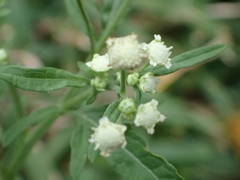 Parthenium hysterophorus image